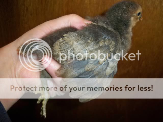 100_1260.jpg