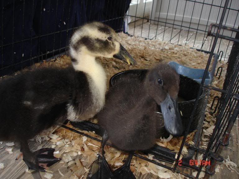 duck.jpg
