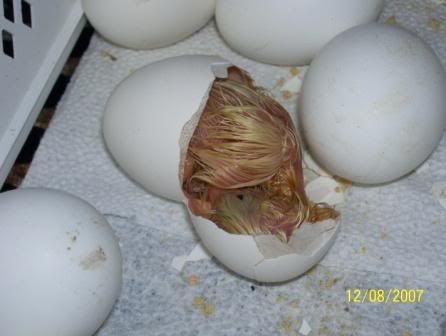 ChickHatching.jpg