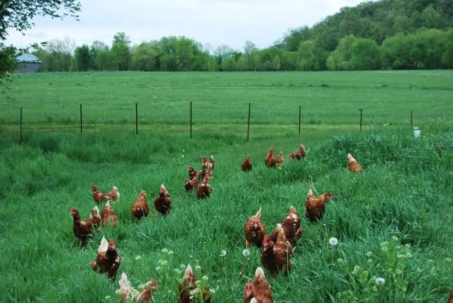 Hens033.jpg