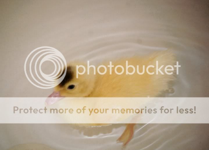 duckie5.jpg