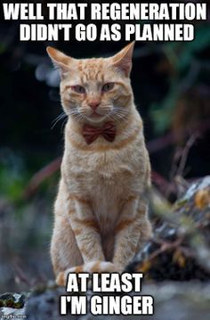 2d8a54b9b704db733dc0b2bbf834ded7--cat-sitting-orange-cats.jpg