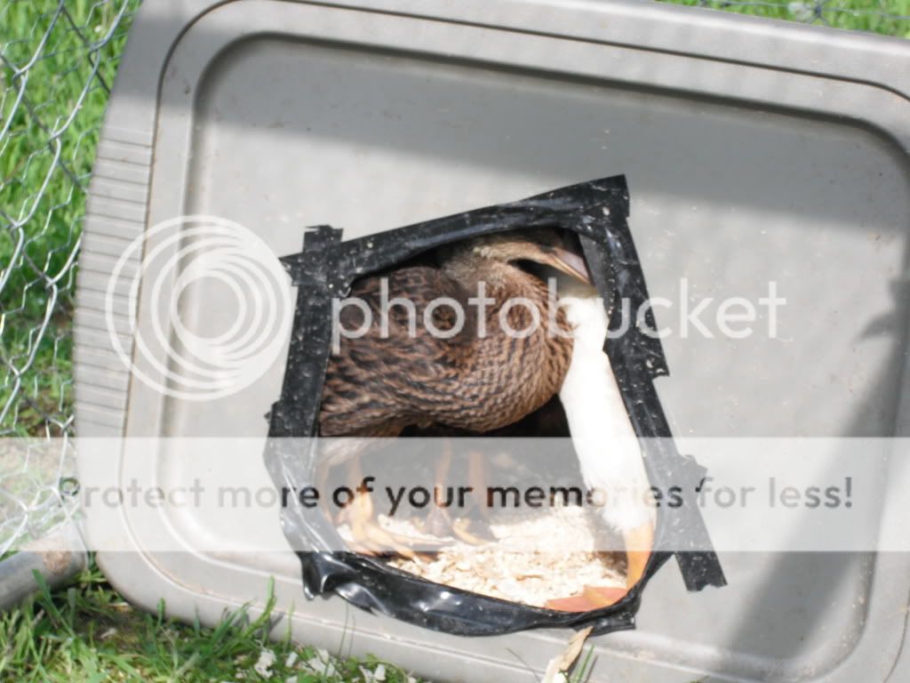 DSCF1090.jpg