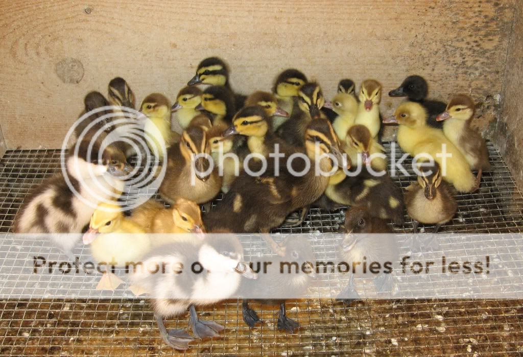 1ducklingsa.jpg
