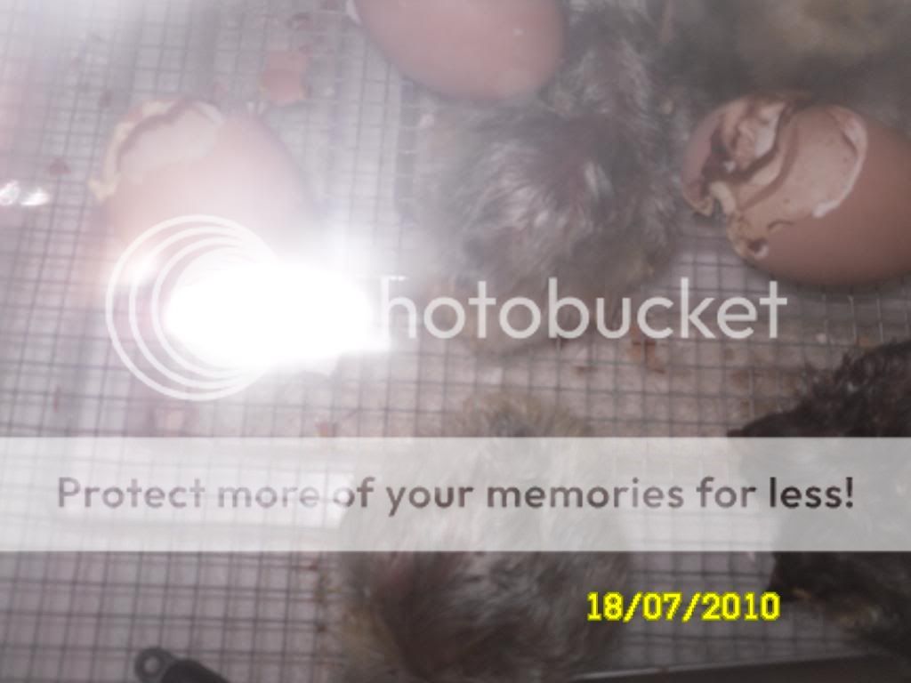 lavblackorpchicks010.jpg