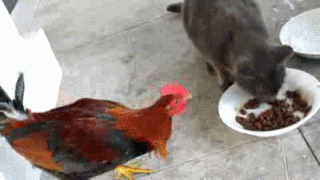 D8Iz.gif