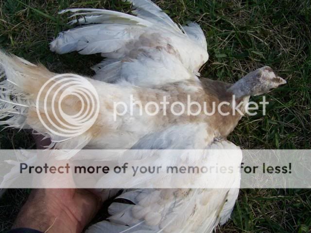 peachicks095.jpg