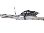 buy-dwarf-fischers-chameleon.jpg