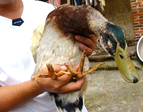 chicken-duck-hybrid-590-465-51.jpg