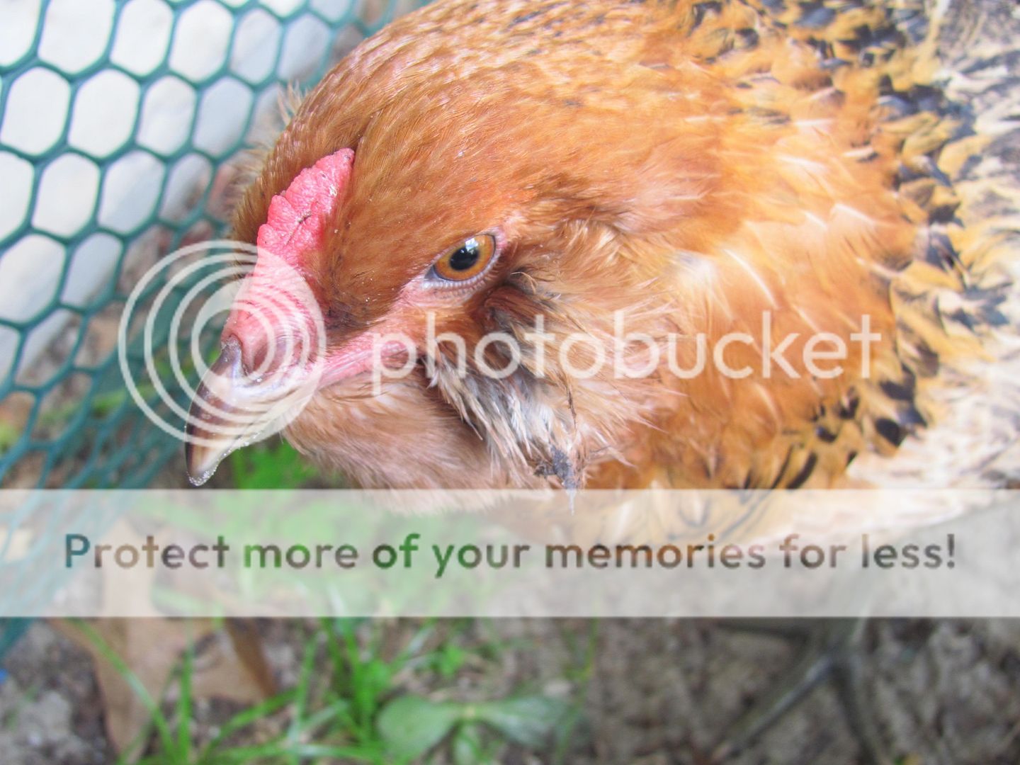 Chickenupdate036.jpg