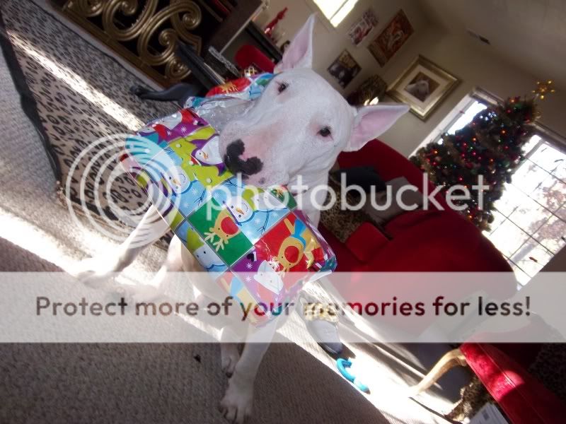 waggyx-mas002.jpg