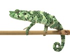 buy-mellers-chameleon.jpg