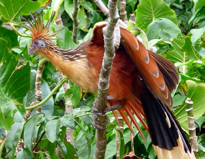 08hoatzin700.jpg