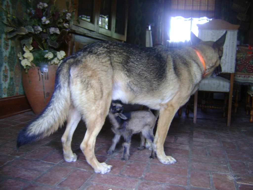 rexandrocky1.jpg