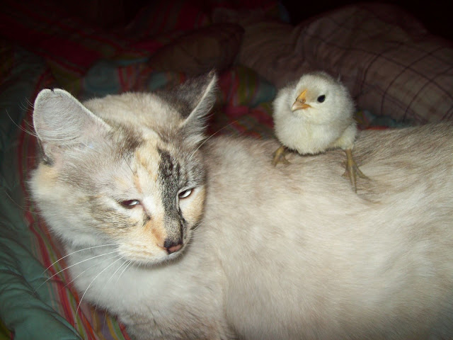 100_6365.JPG