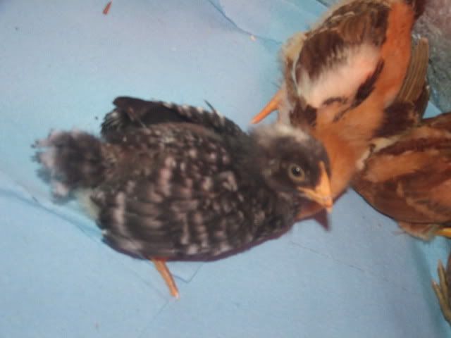 chicks009.jpg