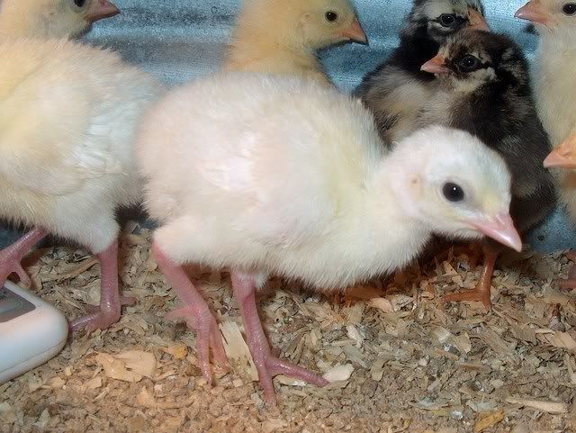 turkeys010.jpg