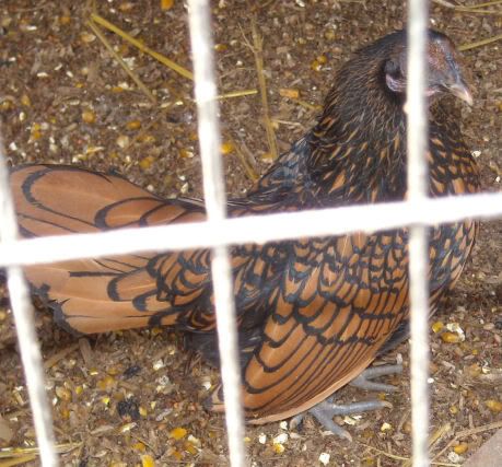 sebrightpullet.jpg