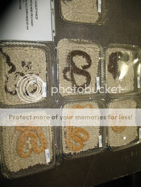 reptileshow022.jpg