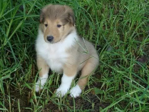 colliepuppy.jpg