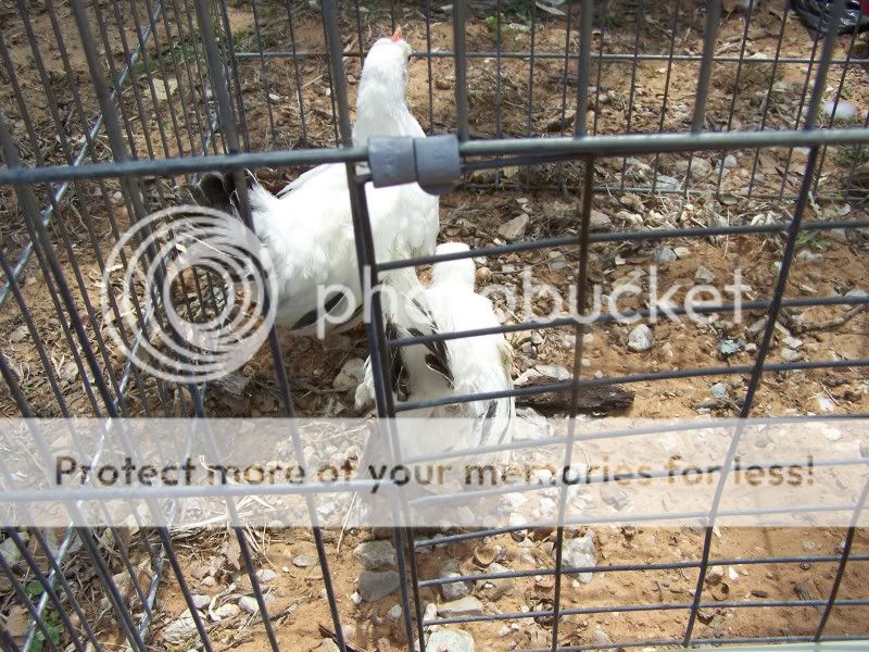 PoultrySwap13.jpg