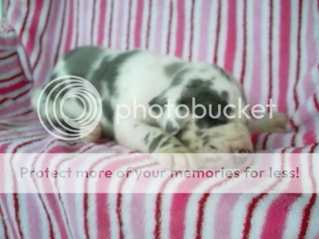 pups3017.jpg