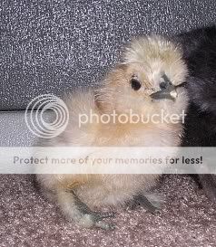 414silkie2.jpg