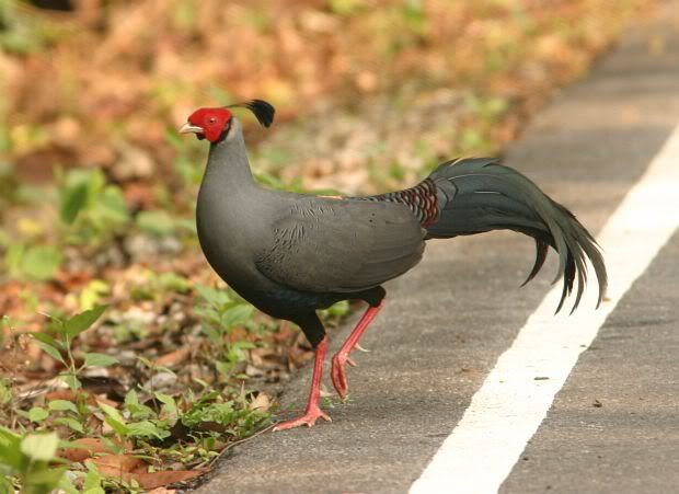 siamese_fireback_m_0636.jpg