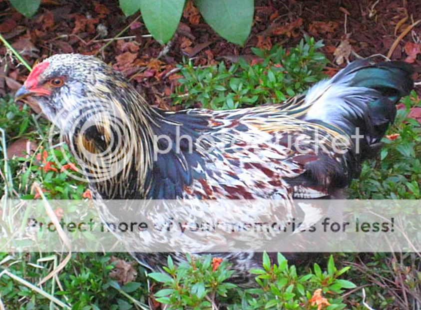 Chickens022-1.jpg