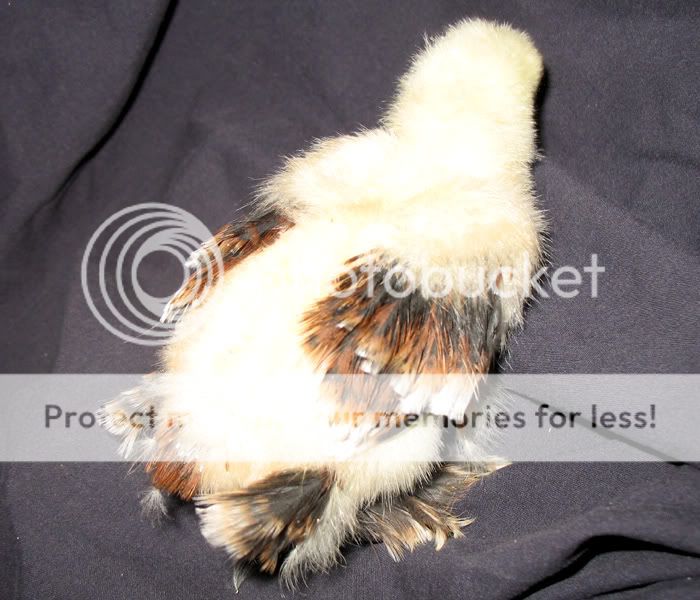 0amilliechick1.jpg