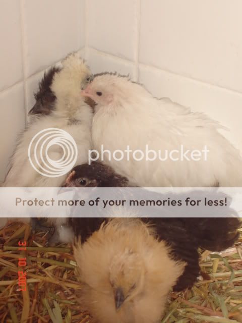 chickens043.jpg