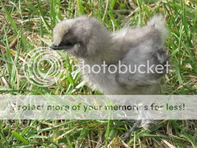 chickfieldtrip032.jpg