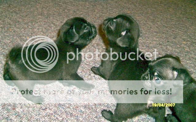 pugpuppies043.jpg
