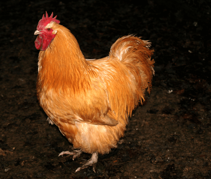 Buff-Orpingtons-Cockerel-1.png