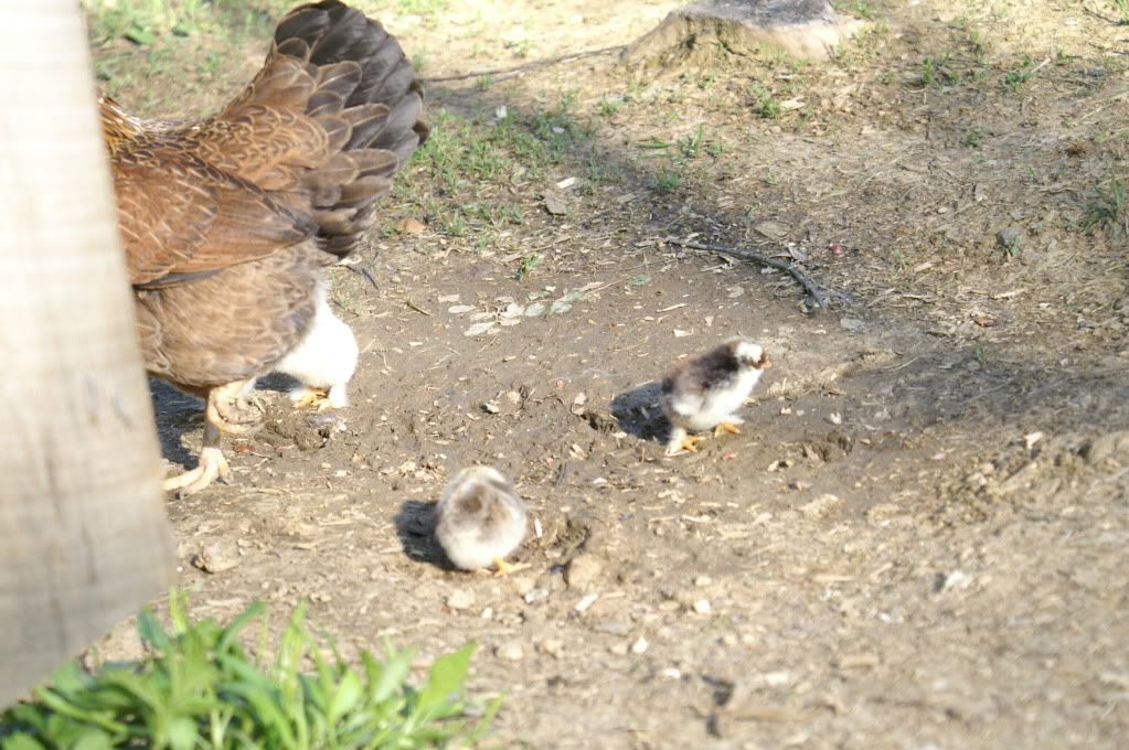 mychickens087.jpg