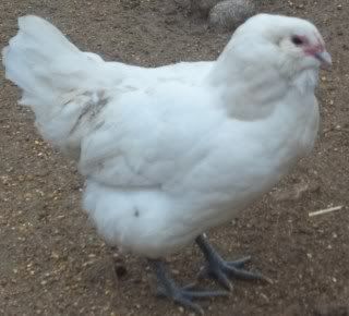 Christmasandbirds427.jpg