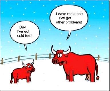 cold-bull.jpg