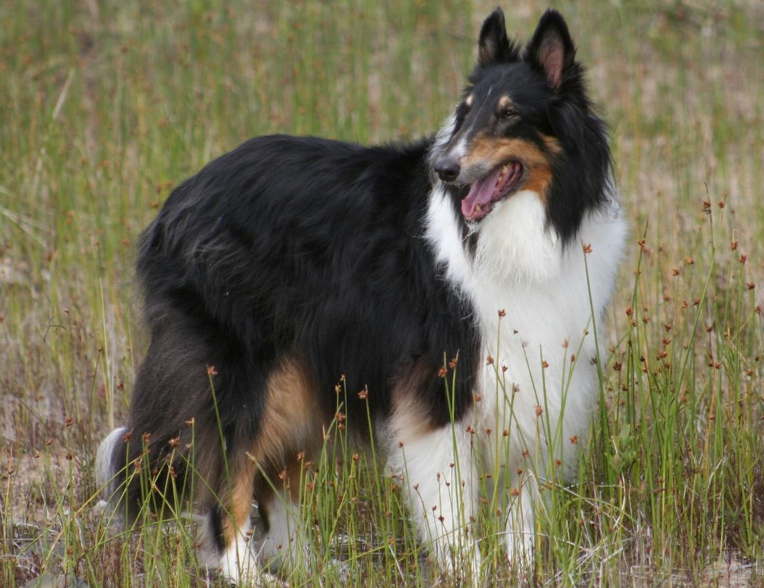 Rough_Collie_tri-colour_mod.jpg