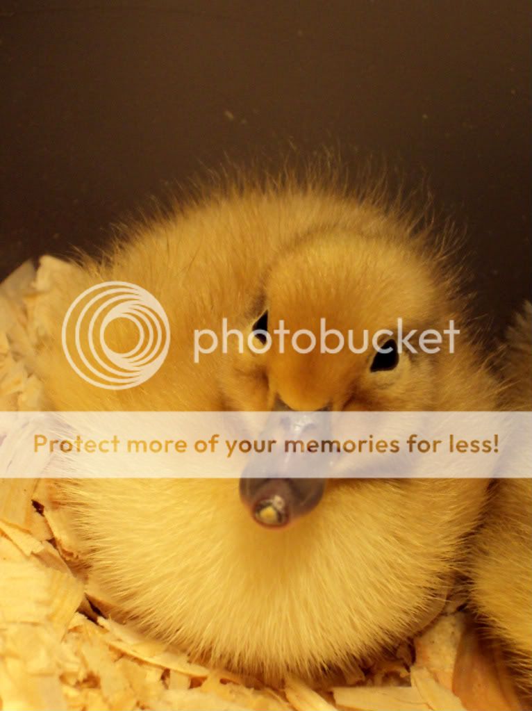 ChickPicks613-1.jpg