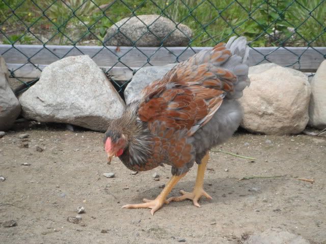 DSCF3937.jpg