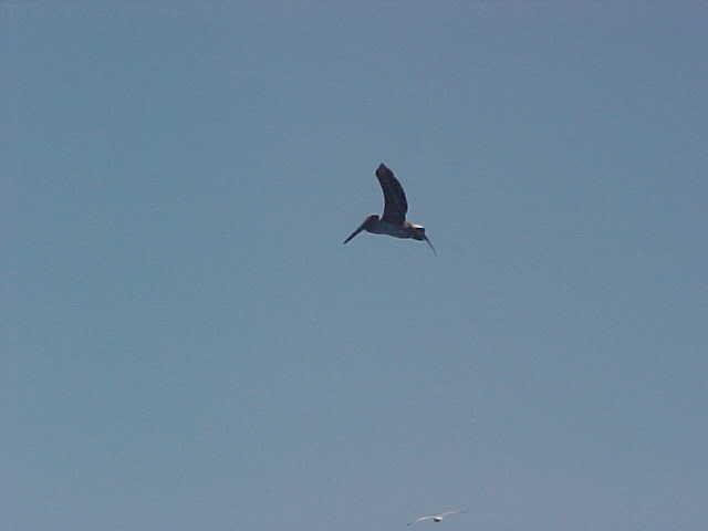 Pelican1.jpg