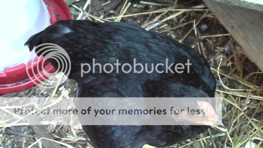 junechickens016.jpg