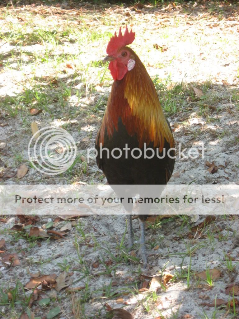 IMG_5433.jpg