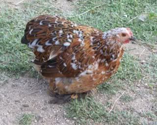 BirdsBees006.jpg