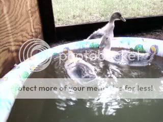 KathysDucks.jpg