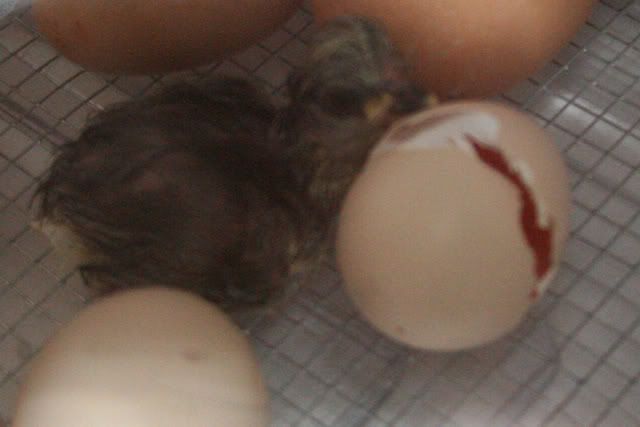 silkiehatching.jpg