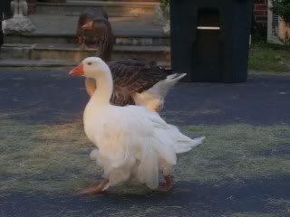 geese030.jpg