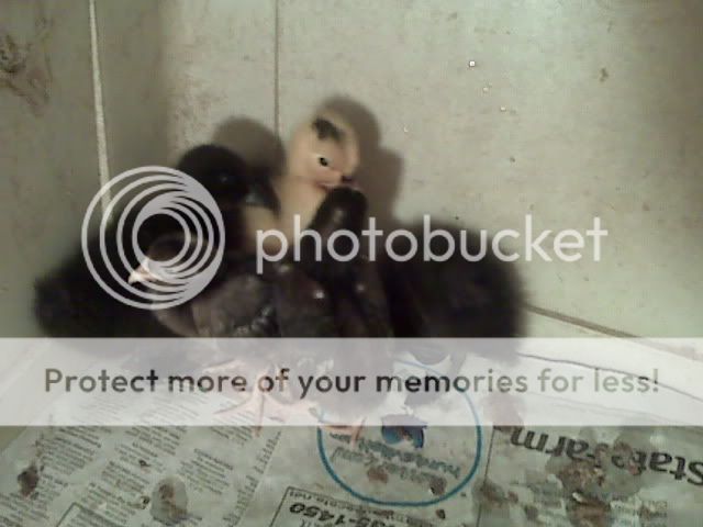 IMG01435.jpg