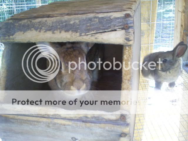 animals082.jpg