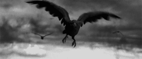 ravenflight.gif